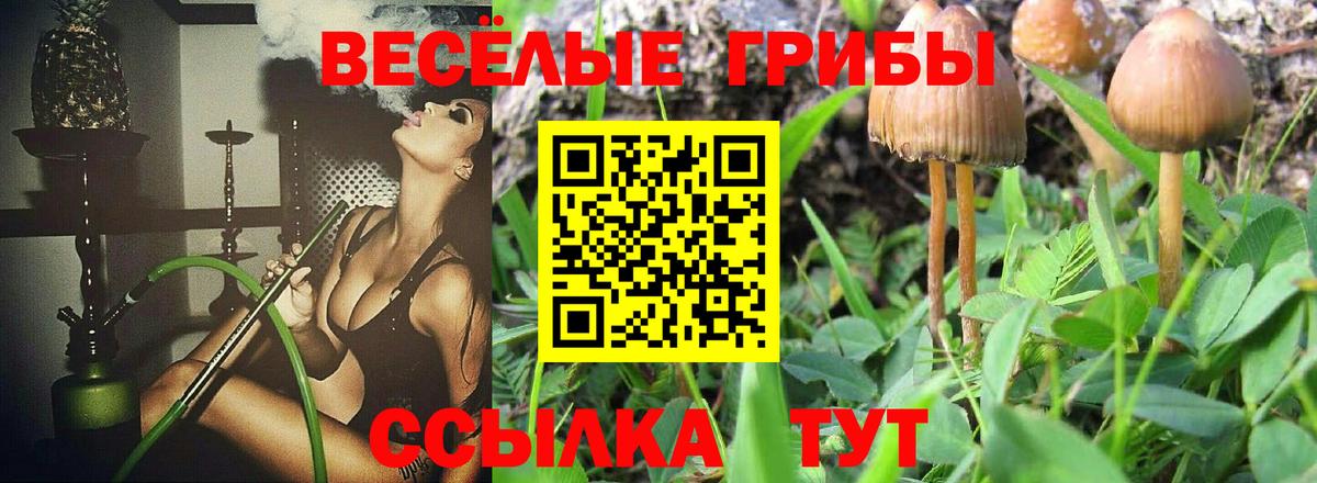 Псилоцибиновые грибы Psilocybine cubensis Киселёвск
